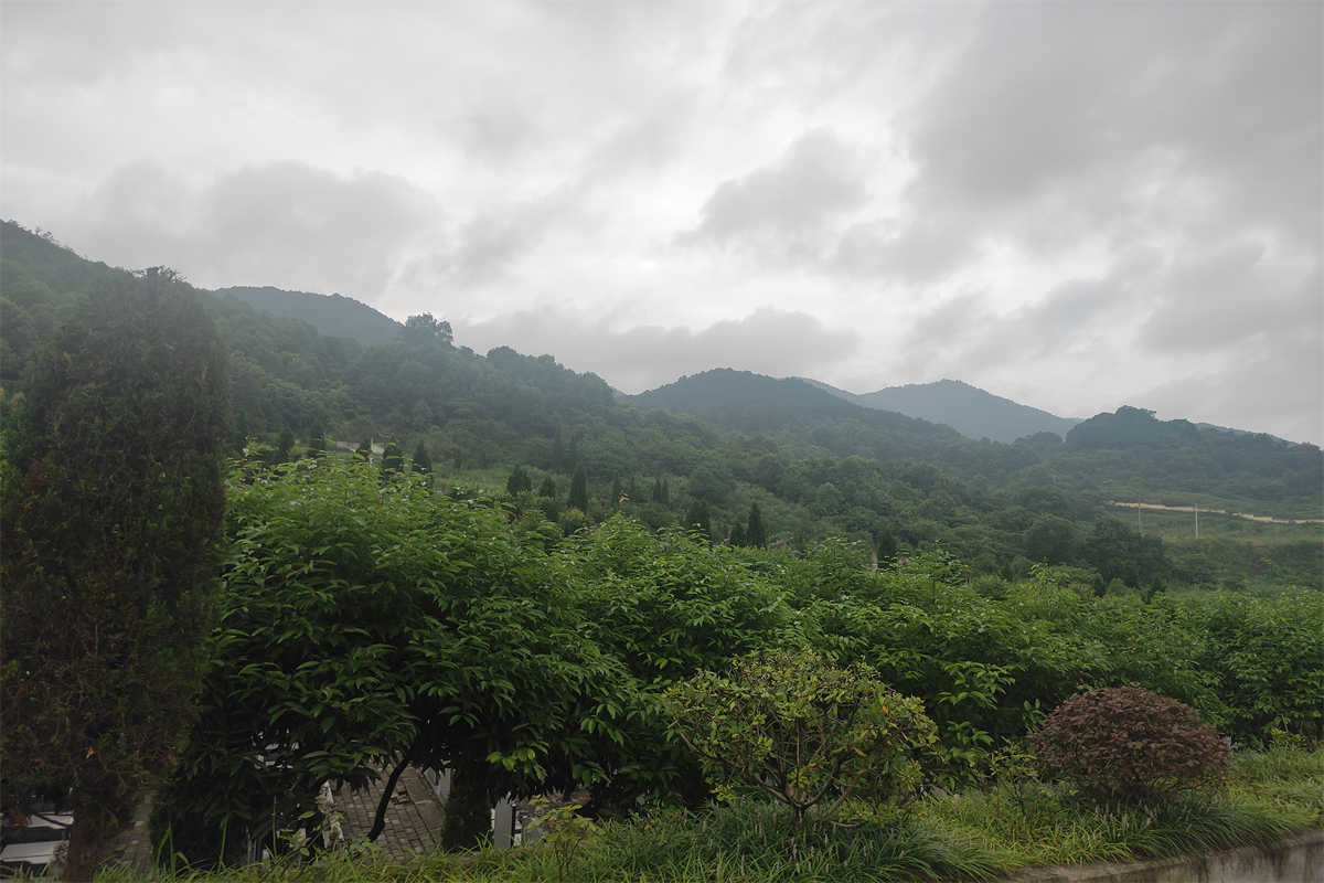 仙女山公墓山林