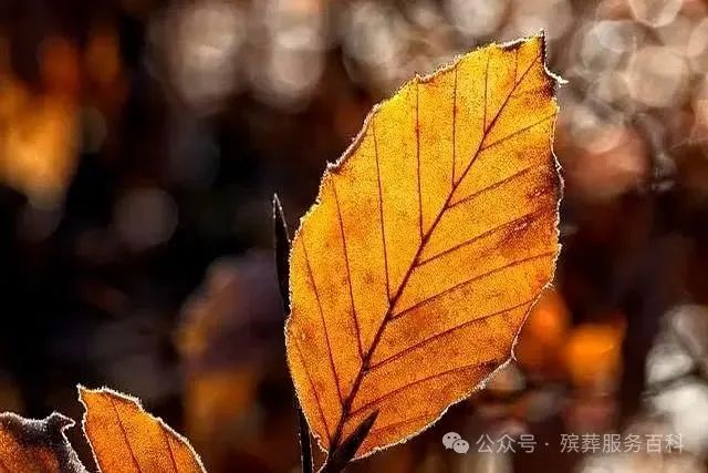 亲人离开,不掉眼泪的人,多半是这3种人-有驾 亲人离开,不掉眼泪的人,多半是这3种人-有驾